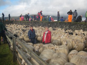 Í Reykjaréttum 