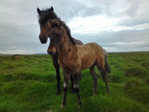 Starkar frá Egilsstaðakoti